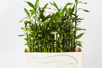 green bamboo in pot