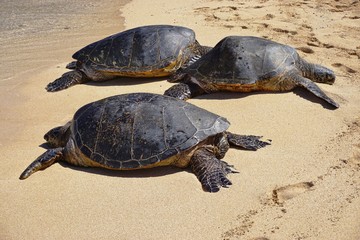 Honu giant Hawaiian green sea turtles in Hookipa Beach Park, on the North Shore of Maui, Hawaii