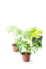 観葉植物,白背景