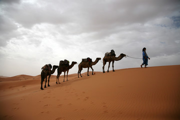 サハラ砂漠のラクダ