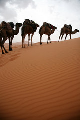 サハラ砂漠のラクダ