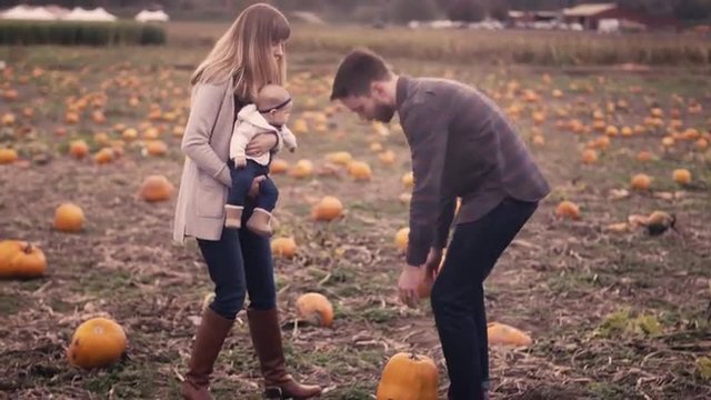 An attractive young family searching for a pumpkin at the pumpkin patch