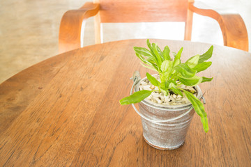 Bucket of green plant decorated on wooden table