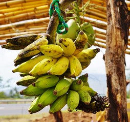 Fresh apple bananas at a farmers market road stand in Maui, Hawaii © eqroy