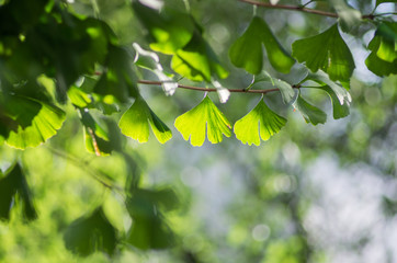 Fototapeta na wymiar ginkgo leaves（銀杏の葉）