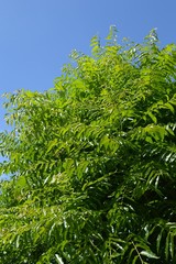 Neem plan tree in garden , Azadirachta indica