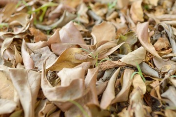 dry leaves on ground in autumn garden