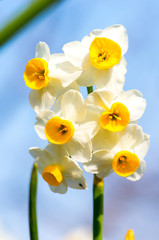 narcissus flower（日本水仙）