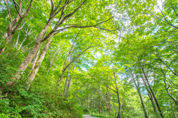 Obraz premium forest（森林）