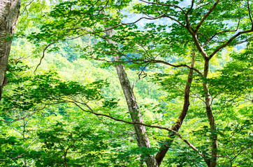 Fototapeta premium forest（森林）