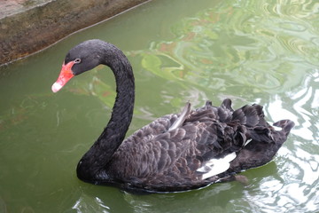 Obraz premium A black swan swimming on a pool