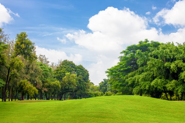 Plakat Trees and grass field with blue sky