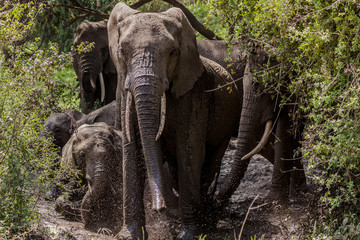 Herd of elephant taking mud bath, Lake MAfrica