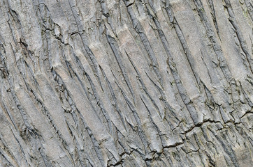 Tree bark wood texture background.