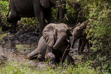 Elephant baby taking mud bath, Lake MAfrica