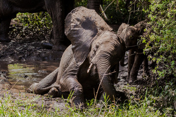 Fototapeta premium Elephant baby taking mud bath, Lake MAfrica