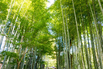 Chikurin no Komichi(Bamboo Forest Pass)