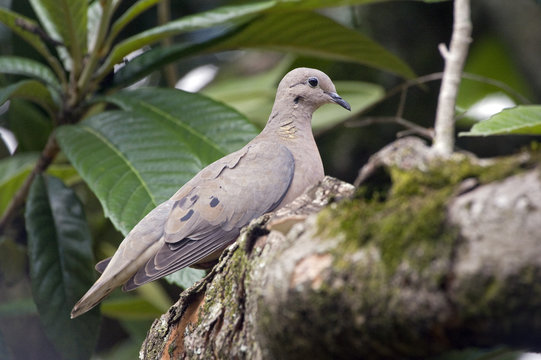 Eared dove, a Brazilian  little turtledove