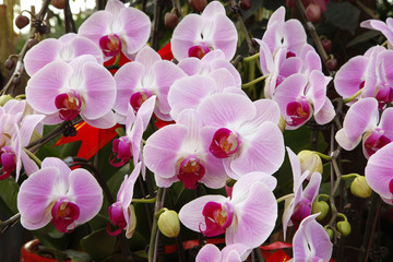 Fototapeta premium Butterfly orchid