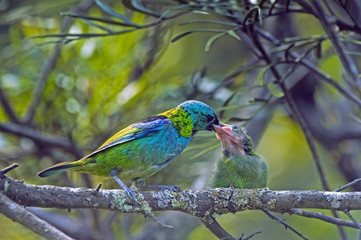 Female of Tangara seledon feeding puppy