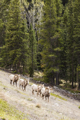 Obraz na płótnie Canvas Big Horn Sheep in the Seculed Nature of Banff National park