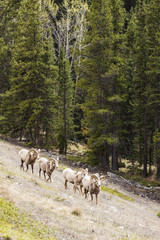 Big Horn Sheep in the Seculed Nature of Banff National park