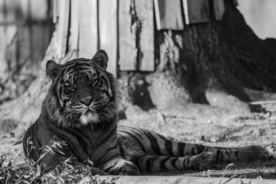 Tiger in Black and White at the National Zoo in Washington DC