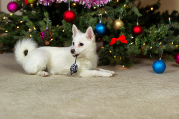Fototapeta na wymiar Happy puppy dog laying in front of Christmas tree 