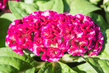 Cockcombs flower / Cockcombs flower in the garden