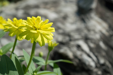 Yellow daisy flower / Yellow daisy flower in the garden