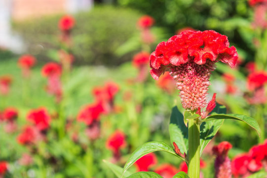 Cockcombs flower / Cockcombs flower in the garden