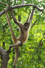 木登りサル