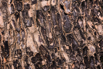 Closeup cracked skin of trunk of tree texture background