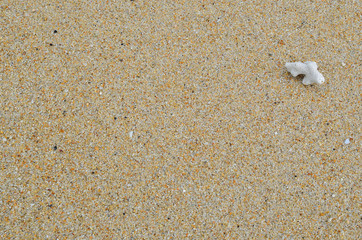 Sand beach with sea shell and dry coral texture background.