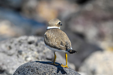 Adult Kentish Plover Water Bird