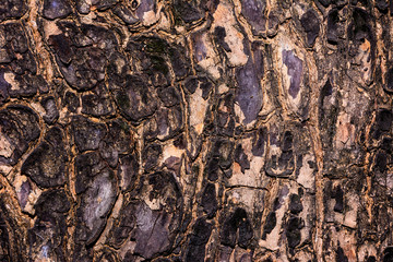 Closeup cracked skin of trunk of tree texture background