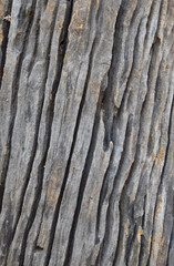 Isolate the art of the old wood texture.Selective focus with shallow depth of field.