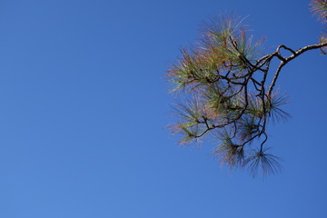 Pine tree with clear sky background