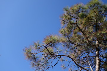 Pine tree with clear sky background