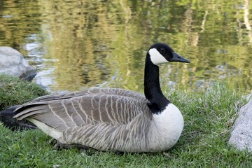 A number of horses with attached carriages in snow with trees in back ground