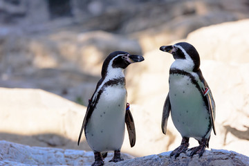 Fototapeta premium ペンギン