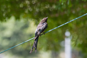 Black Drongo Bird on a rope