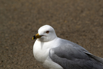 Seagull Looking Away