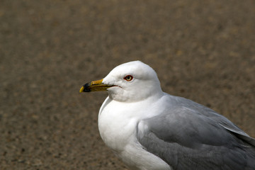 Seagull in Parking Lot