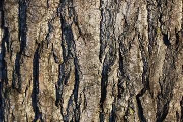 tree bark close-up