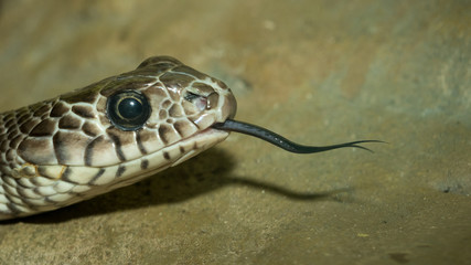 Snake's head