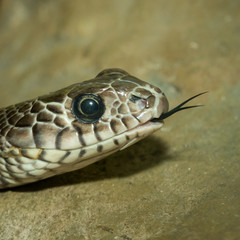 Snake's head