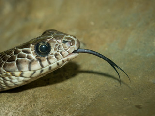 Snake's head