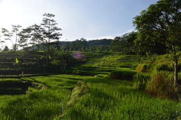 Rice field