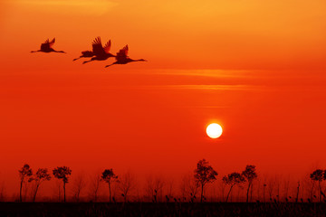 Red-crowned Crane flying in the sunset background.